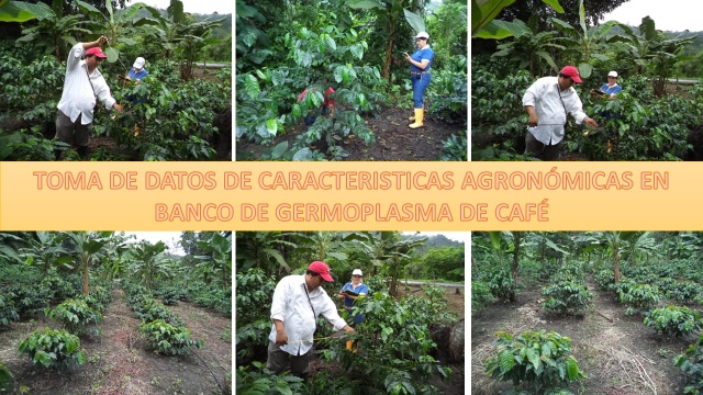 EN MARCHA PROYECTO DE INVESTIGACIÓN DE CAFÉ