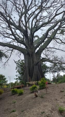 LA CEIBA EL ÁRBOL SÍMBOLO DE LA UNESUM