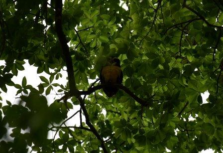 ESTUDIANTES DE LA CARRERA DE INGENIERÍA AMBIENTAL ENCUENTRAN EN EL ÁRBOL DE CEIBA A UNA LECHUZA DE ANTEOJOS